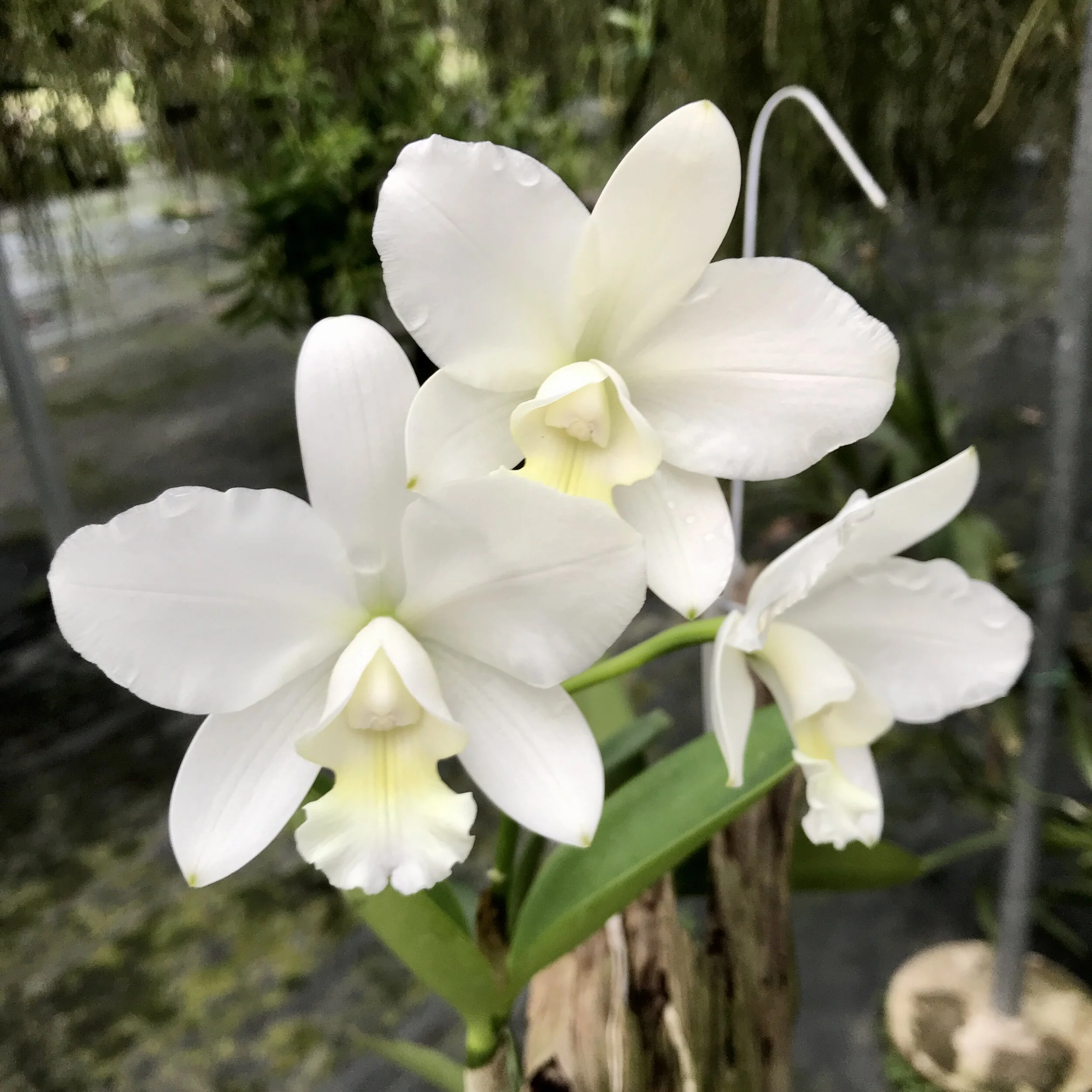 Ctt. White Bridal 'Yuki' — Palmer Orchids
